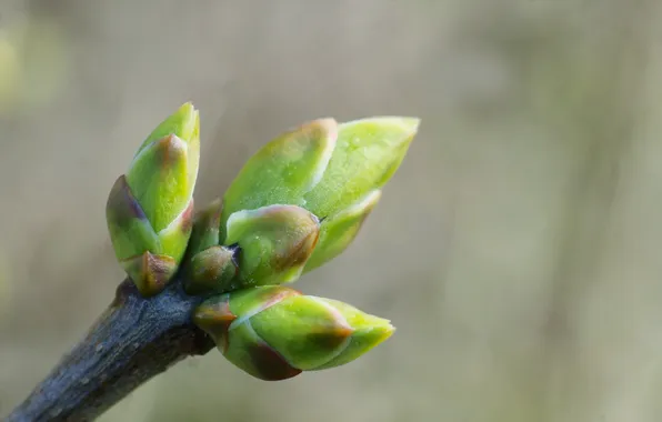 Green, macro, twig