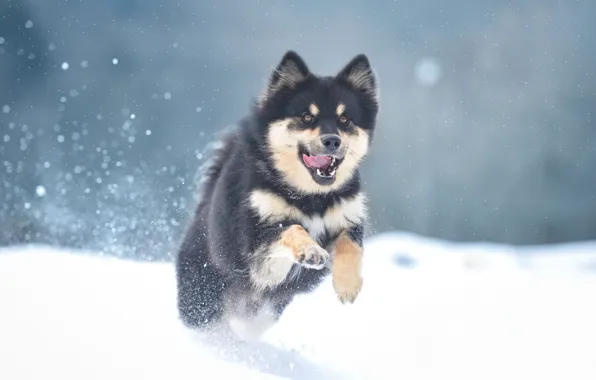 Картинка зима, снег, собака, Маламут