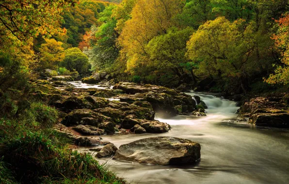 Лес, природа, река, поток воды