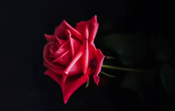 Red, rose, flower, plant, close up, bloom