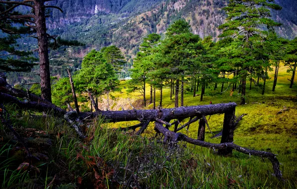 Картинка summer, forest, sky, landscape, nature, tree, travel