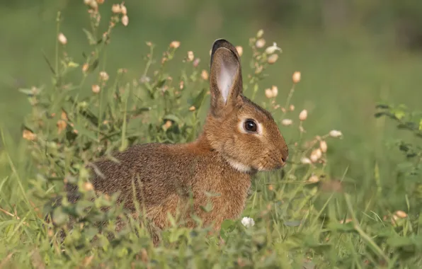 Картинка взгляд, природа, заяц
