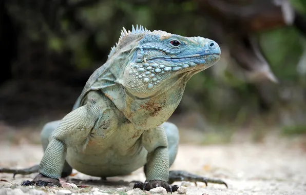 Pose, reptile, blue iguana