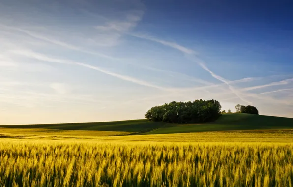 Картинка пшеница, поле, лето, небо, деревья, колосья