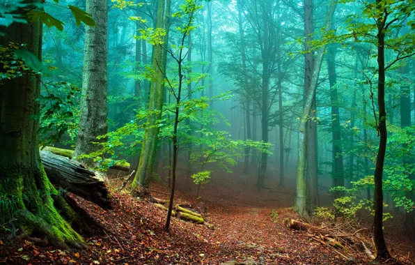 Картинка деревья, туман, фото, стволы, листва