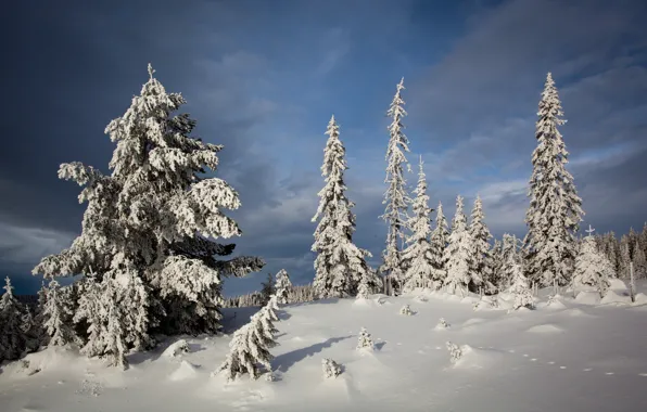 Картинка зима, снег, деревья, ели, Норвегия, сугробы, Norway, Лиллехаммер