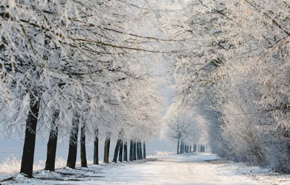 Картинка зима, снег, деревья, пейзаж, природа