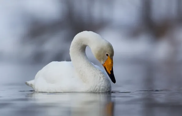 Природа, птица, лебедь