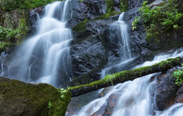 Зелень, лес, камни, водопад, мох, Калифорния, США, Sequoia National Park