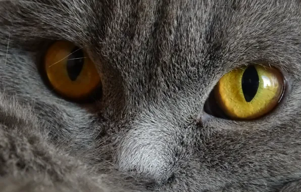 Кошка, Серый, Глаза, Домашние животные