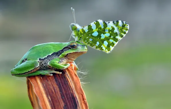 Green, butterfly, toad