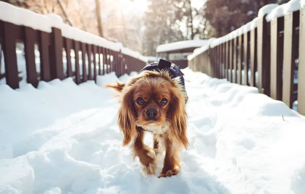 Картинка зима, снег, мост, собака, утро, bridge, dog, winter