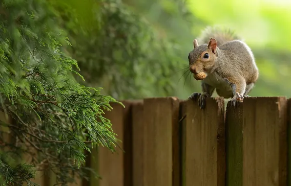 Фон, забор, белка