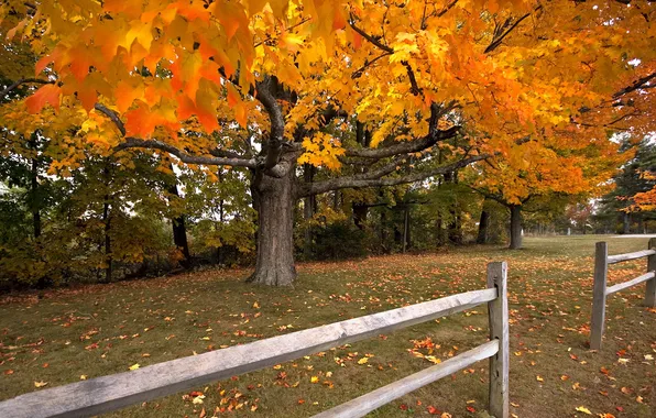 Картинка осень, дерево, забор