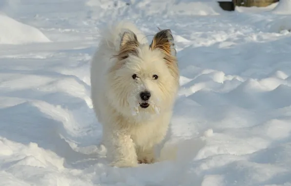 Зима, Снег, Собачка, Dog, Winter, Snow, Вест-хайленд-уайт-терьер