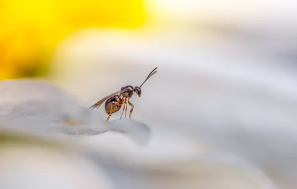 Flower, insect, watcher