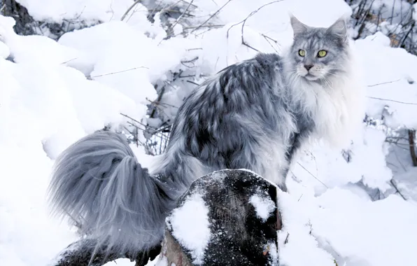 Зима, кошка, кот, взгляд, морда, снег, ветки, природа
