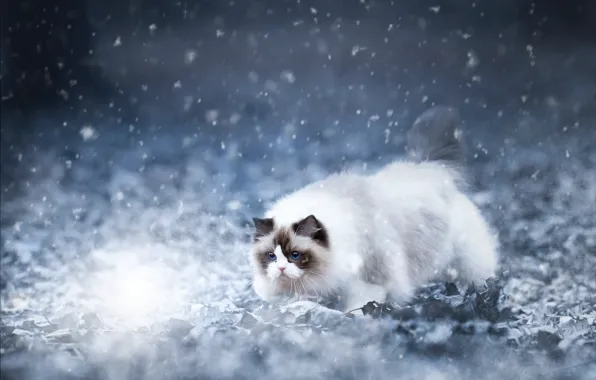 Зима, кошка, кот, взгляд, свет, снег, природа, лёд
