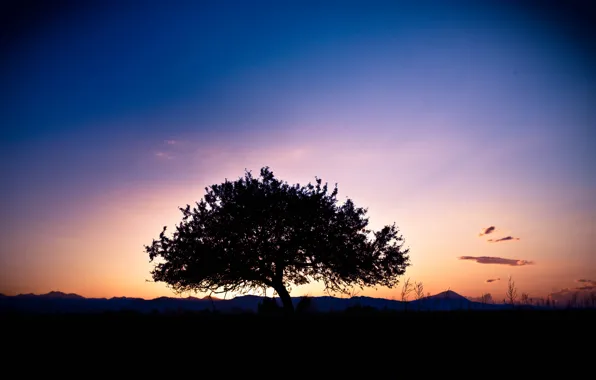 Sunshine, landscape, tree