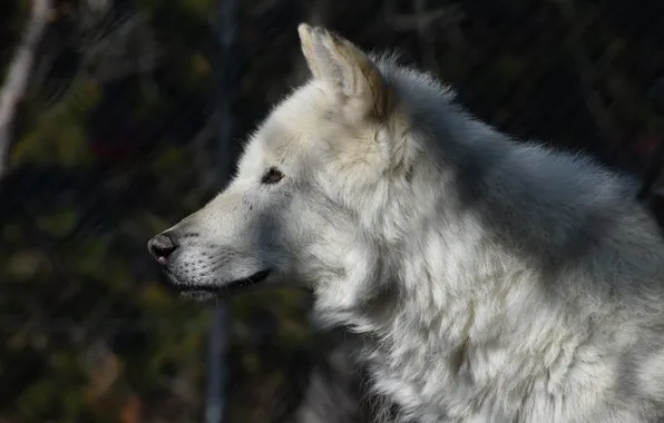 Nature, predator, animal, wolf, wildlife, portrait, portrait., Canis lupus. face