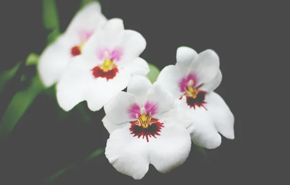 Картинка цветы, лепестки, белые, орхидеи