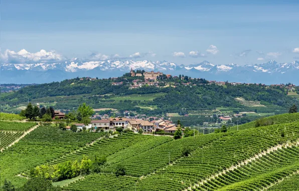Картинка Италия, виноградники, Пьемонт