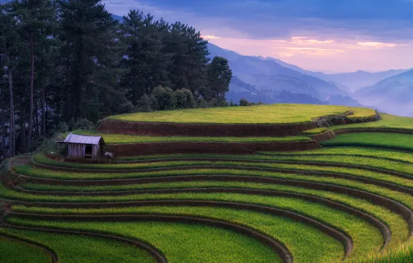 Деревья, горы, домик, Vietnam, плантация, Ernest Vahedi