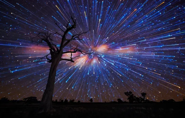 Картинка небо, звезды, ночь, дерево