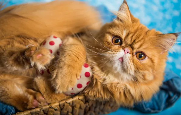 Кошка, кот, взгляд, поза, игрушка, портрет, лапки, рыжий