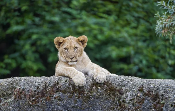 Картинка кошка, камень, лев, детёныш, котёнок, львёнок, ©Tambako The Jaguar