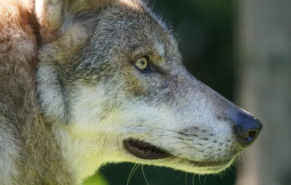 Nature, face, animal, wolf, wildlife, head, fur, mammal