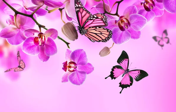 Бабочки, цветы, орхидея, pink, blossom, flowers, beautiful, orchid
