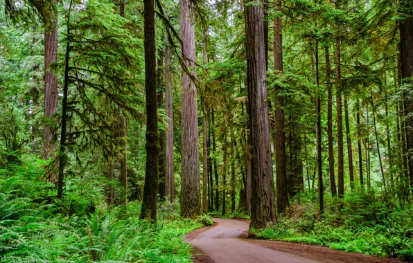 Картинка дорога, лес, деревья, winding dirt road through a Redwood forest