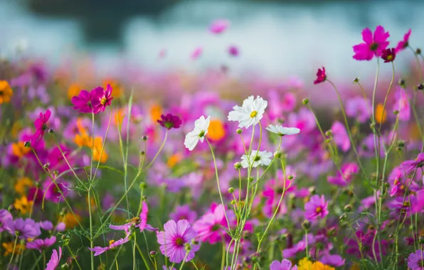Картинка поле, лето, небо, солнце, цветы, colorful, луг, summer, розовые, field, pink, flowers, cosmos, meadow