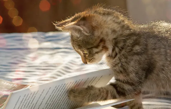 Картинка кошка, свет, текст, поза, котенок, серый, постель, книга, профиль, полосатый, страницы, боке, чтение, лапка, умный