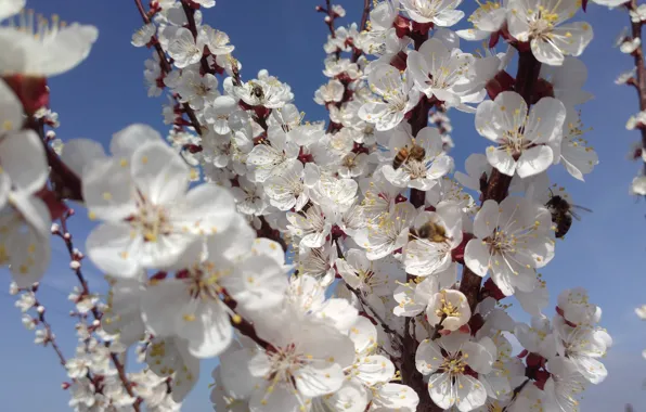 Картинка Дерево, Абрикос, Белые цветы, Meduzanol ©, Весна 2018