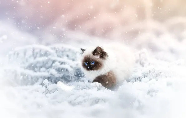 Картинка зима, кошка, кот, взгляд, снег, природа, поза, мордашка