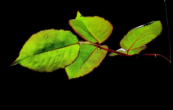 Картинка природа, лист, фон