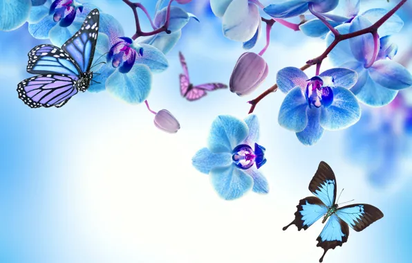 Картинка бабочки, цветы, орхидея, blue, flowers, beautiful, orchid, butterflies