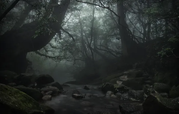 Картинка лес, деревья, природа, ручей, камни, Япония, Japan, Yakushima