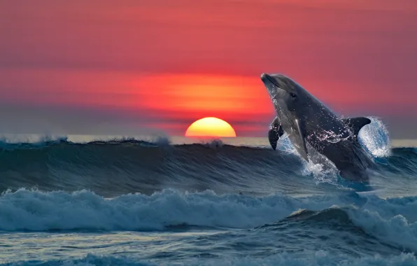 Картинка море, закат, дельфин, рендеринг