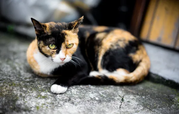 Картинка кошка, глаза, взгляд