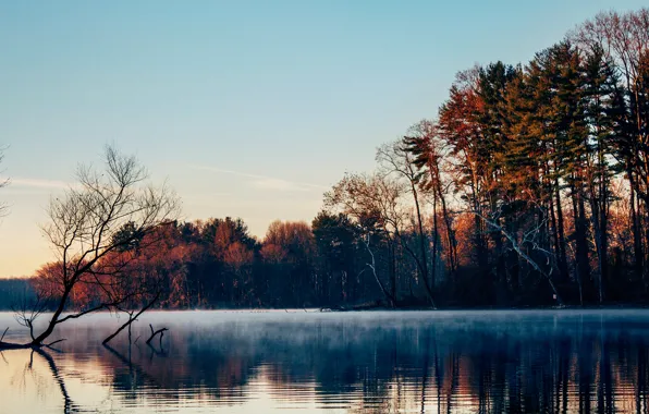 Картинка лес, деревья, туман, озеро, гладь, утро, поздняя осень