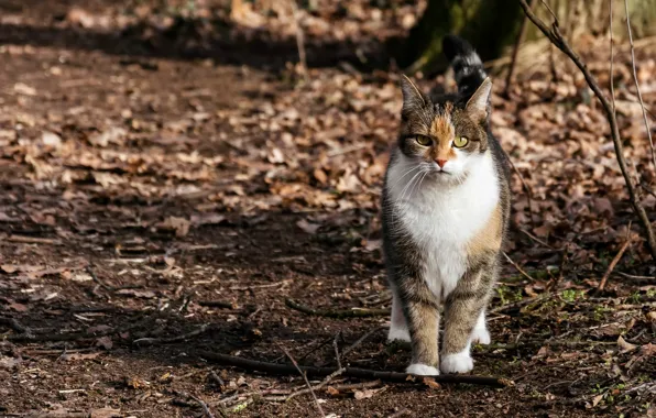 Картинка кошка, природа, фон