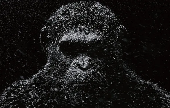 Картинка Цезарь, Movie, Планета обезьян: Революция, Dawn of the Planet of the Apes