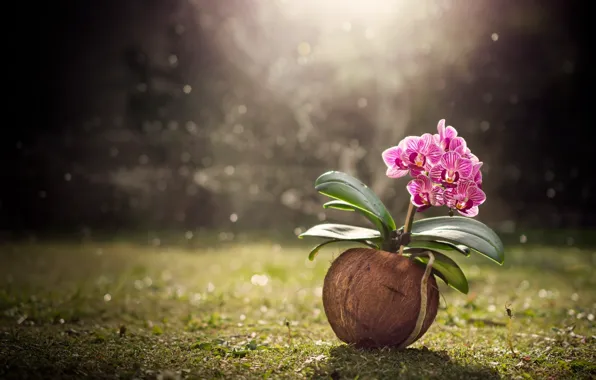 Картинка дождь, газон, кокос, орхидея