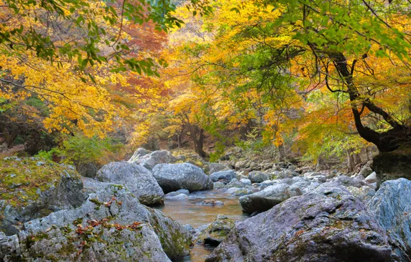 Картинка осень, лес, деревья, река, камни