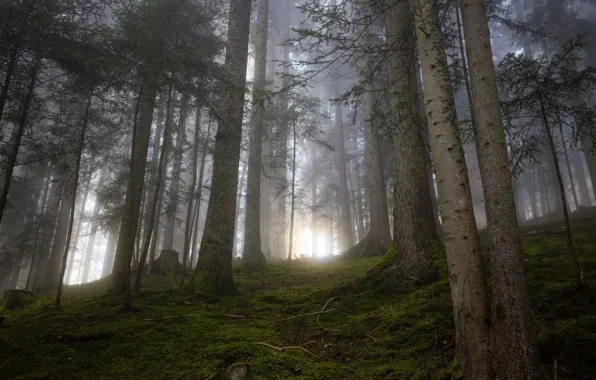 Картинка лес, солнце, деревья, природа, туман