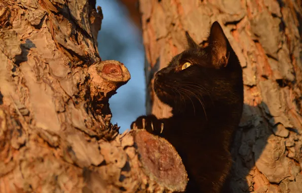 Картинка кошка, кот, взгляд, морда, свет, дерево, черный, лапа