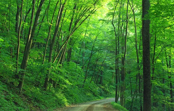 Картинка дорога, лес, лето, деревья